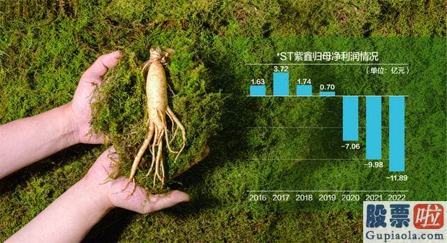 杨百万最新大盘分析 年审会计师并不认同紫鑫药业于2022年末进行的林下参减值测试方式