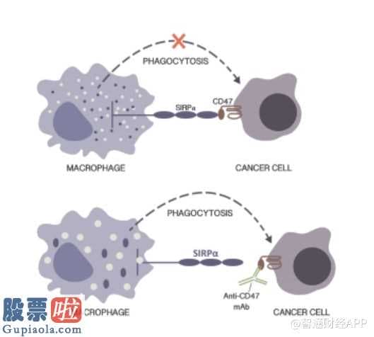 000909股吧_一场49亿美元的收购案 让市场读懂了天境生物的内在价值